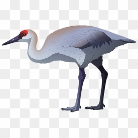 A Stylized Illustration Of An Extinct Flightless Sandhill, HD Png Download - crane bird png