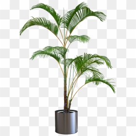 Palm Tree In Pot Png, Transparent Png - indoor plant png