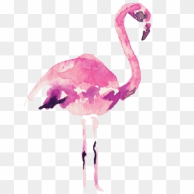 Video Courtesy Of Audrey Alba Films - Watercolor Flamingo Transparent, HD Png Download - watercolor camera png