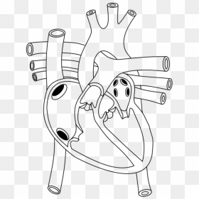 Shoe,line Art,angle - Free Worksheet On Circulatory System, HD Png Download - sketch heart png