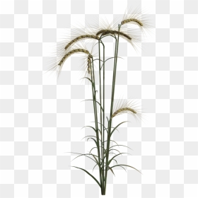 Grass, HD Png Download - wheat field png