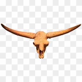 Latifrons Bison Skull, HD Png Download - texas longhorns png