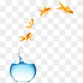 #freetoedit #myedit #fish Jumping Out Of Bowl - Life Is What You Make, HD Png Download - fish jumping out of water png