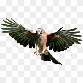 Jay Bird Flying - Flying Bird Png Background, Transparent Png - crane bird png