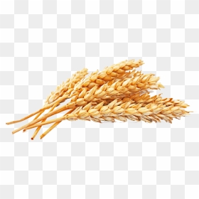 Wheat Flour Png, Transparent Png - wheat field png