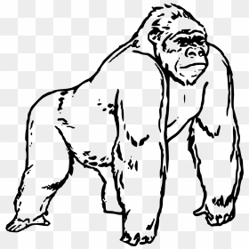 Gorilla Drawing, Png Download - Colouring Pictures Of Gorillas, Transparent Png - angry gorilla png