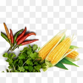 Transparent Home Cooked Meal Clipart - Food, HD Png Download - corn on the cob png