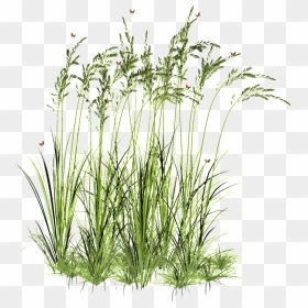 Light Wheat Field Transparent Decorative - Plants Cut Out Transparent, HD Png Download - wheat field png