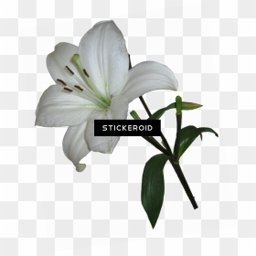 White Lily Transparent Background Clipart , Png Download - Lily Flower Transparent Background, Png Download - white lily png