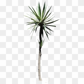 #palmtree #yucca #desertplant #tropical #plant #nature - Desert Plants Transparent, HD Png Download - yucca png