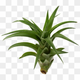 Brachycaulos Hybrid Air X By Lorawise On Clipart , - Tillandsia Png Transparent, Png Download - yucca png