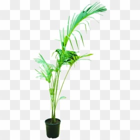 Areca Palm - Indoor Areca Palm Png, Transparent Png - indoor plant png