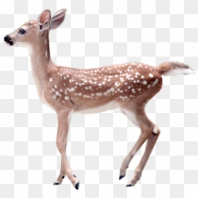 White-tailed Deer Transparency And Translucency Clip - Fawn Deer Transparent Background, HD Png Download - fawn png