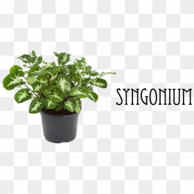 Transparent Indoor Plant Png - Plant Nursery In India, Png Download - indoor plant png