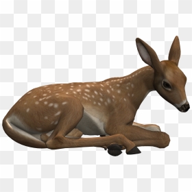 Fawn Png Page - Deer Lying Down Png, Transparent Png - fawn png