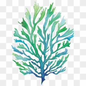 Vector Free Library Group Buy Online - Watercolor Seaweed Png, Transparent Png - watercolor camera png
