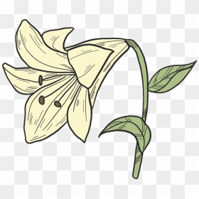White Lily Clipart - Lily, HD Png Download - white lily png