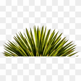 Layouts - Vascular Plant, HD Png Download - yucca png