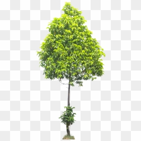 Young Tree Transparent Background, HD Png Download - magnolia tree png