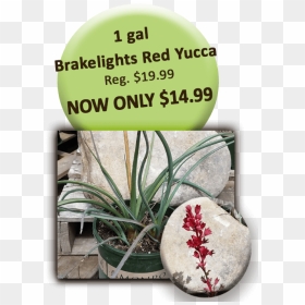 1 Gal Brakelights Red Yucca - Signage, HD Png Download - yucca png