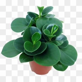 Bimet Me Lule Projekt, HD Png Download - indoor plant png