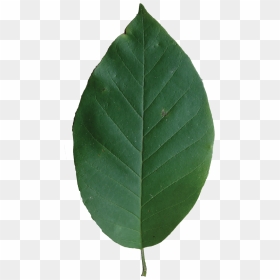 Canoe Birch, HD Png Download - magnolia tree png