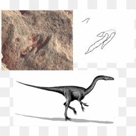Grallator Dinosaur, HD Png Download - dinosaur footprint png