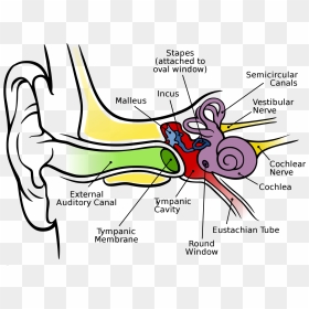 Ear Diagram Clip Art, HD Png Download - shrek ears png