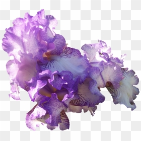Com Light Purple Ir - Light Purple Flowers Png, Transparent Png - purple light png