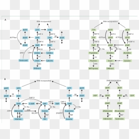 Pyrimidine Conversion By Purines, HD Png Download - crossed arrows png