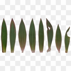 Yucca Plant Leaf Texture, HD Png Download - yucca png