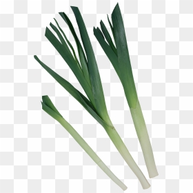 Leek Png - Garlic, Transparent Png - yucca png