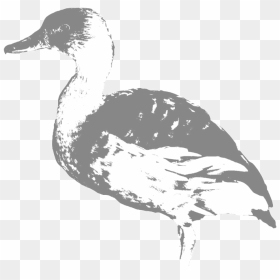 Fulvous Whisting Duck - Mallard, HD Png Download - duck hunt duck png