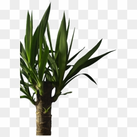 Houseplant, HD Png Download - yucca png