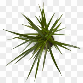 Plant 4 - Rocketbook Everlast Test, HD Png Download - yucca png