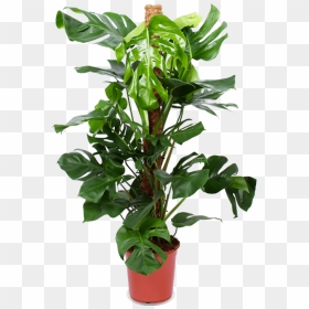 Monstera Pertusum, HD Png Download - indoor plant png