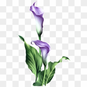 Stem Drawing Lily Flower Transparent Png Clipart Free - Calla Lily Transparent Png, Png Download - white lily png