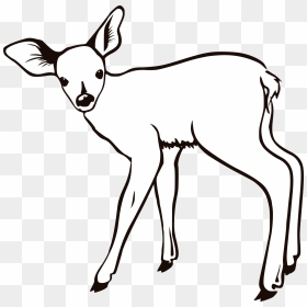 Deer Clipart Fawn - Deer Outline, HD Png Download - fawn png