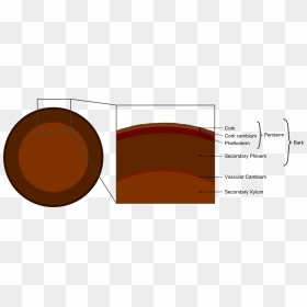 Tree Secondary Components Diagram - Function Of Bark In Trees, HD Png Download - tree bark png