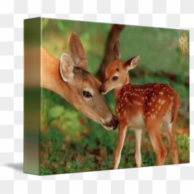 Mother Deer And Her Baby Fawn, Mother"s Love By Janice - Mother And Baby Deer, HD Png Download - fawn png