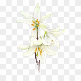Flor De Primera Comunion, HD Png Download - white lily png