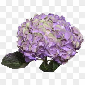 Amathyst Light Purple - Hydrangea Flowers Pink Purple, HD Png Download - purple light png