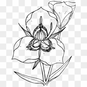 Sego Lily Clipart - Utah State Flower Clipart, HD Png Download - vhv