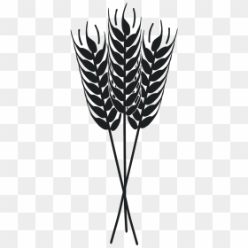 Wheat, HD Png Download - wheat field png