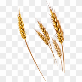 For Mobile - Transparent Background Wheat Stalk, HD Png Download - wheat field png