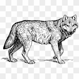 Wolf Png Clipart - Wolf Black And White Clip Art, Transparent Png - wolf clipart png