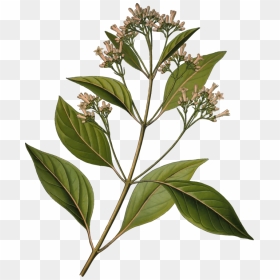 Quinine Cinchona Pubescens Bark Tonic Water Medicinal - Cinchona Officinalis Diagram, HD Png Download - tree bark png