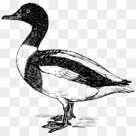 Sheldrake Duck - Waterfowl Clipart, HD Png Download - duck hunt duck png