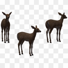 White-tailed Deer Elk Clip Art - Herd, HD Png Download - fawn png