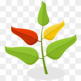 Plant Clipart - Comfort, HD Png Download - plant clipart png